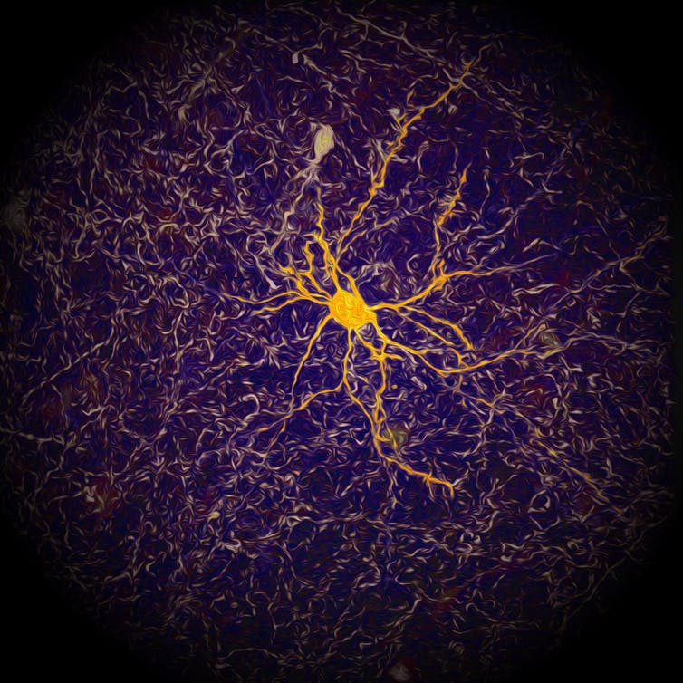 neuroscience6