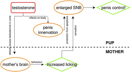 hormones5