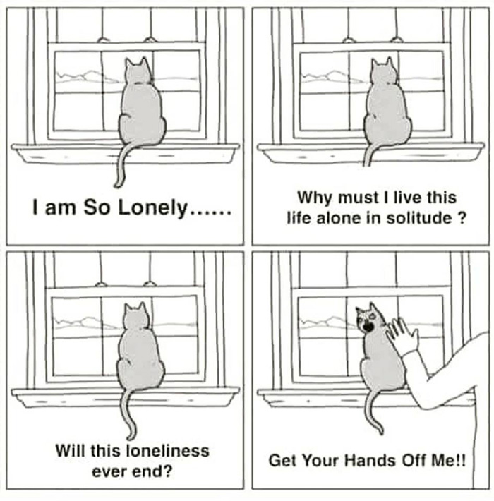 catpsynow n2
