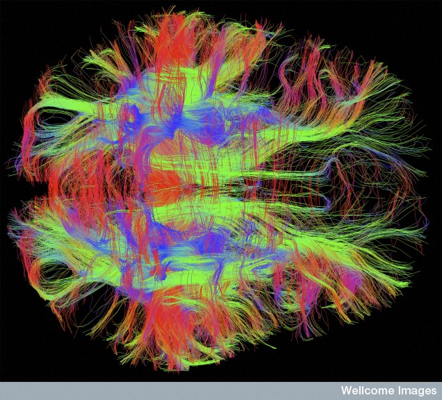 wiring brain